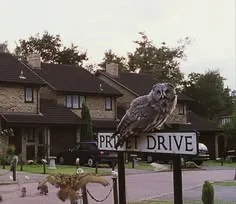 An owl perched on the Privet Drive street sign