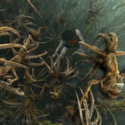 Grindylows swarming a swimmer underwater